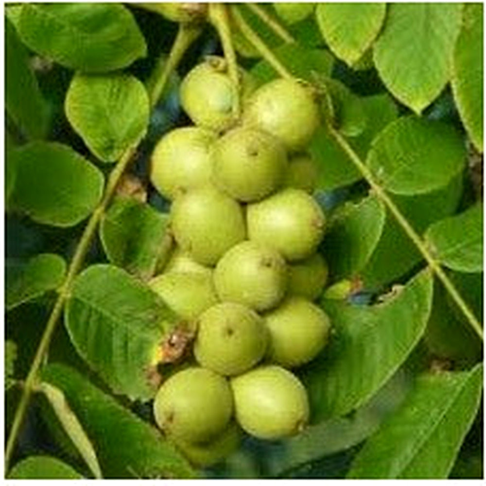 Green Walnut Plant Seeds For Planting Nut Trees Heirloom Non-GMO High Germination Organic Garden Seeds For Home Garden [neera-v5-7a8ae7e90a5e54411abd]