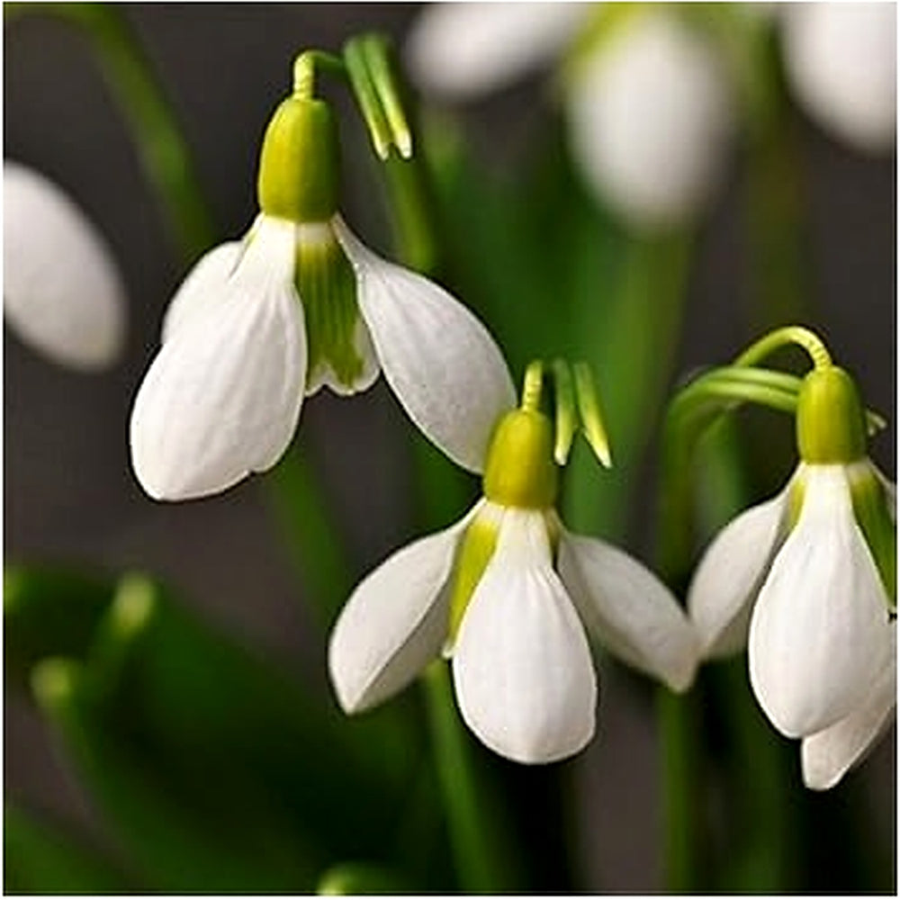 White Snowdrop Flower Seeds [neera-v5-7a913882188c612852cb]