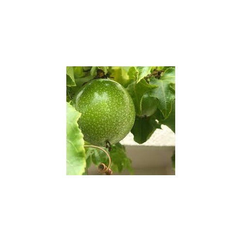 Passiflora Edulis Passion Fruit Seeds for Planting [neera-v5-7a938824b8f086741f84]