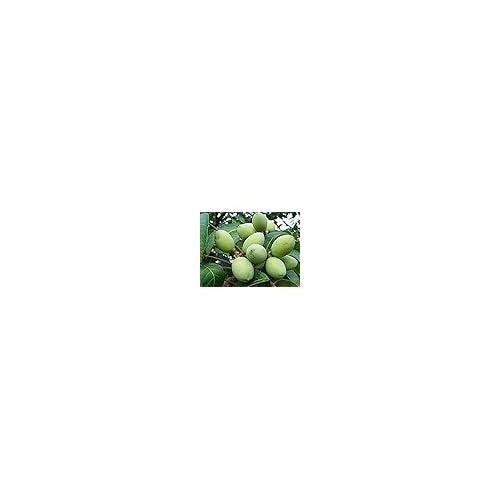 Arbequina Olive Seeds for Planting [neera-v5-7aa9aef335bf803ebd74]