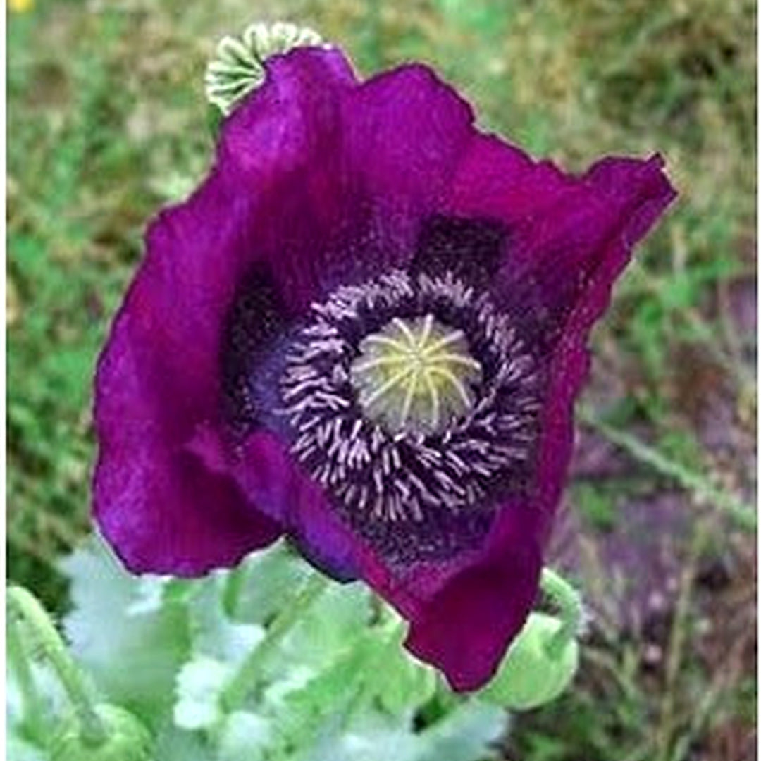 Dark Violet Mini Violet Rare Flower Seeds for Planting [neera-v5-7aad2c59fad43d8eb46d]