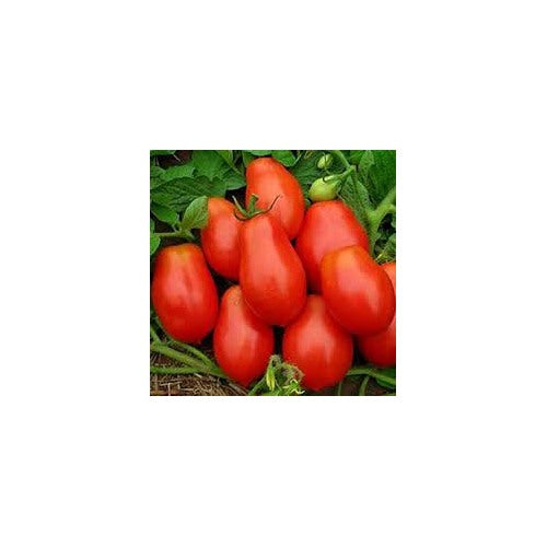 Purple Red Tomato Seeds for Planting [neera-v5-7abe90ab13de3877af99]