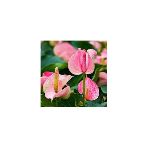 Anthurium Andraeanum Flower Seeds for Planting [neera-v5-7accd6e0a5f15a7fc8b5]