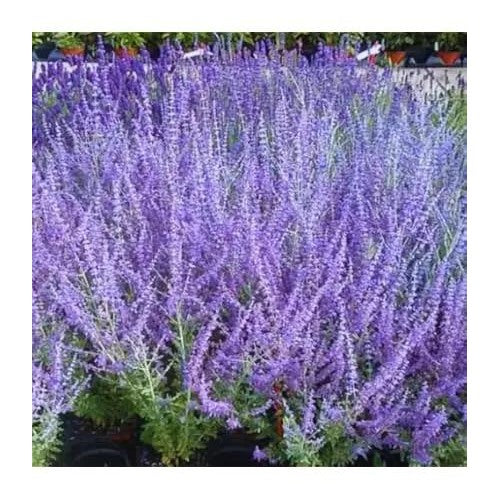 Russian Sage Plant For Planting Heirloom Non Gmo For Planting Flower Seeds for Home Garden [neera-v5-7acecf859f1fcebf11da]