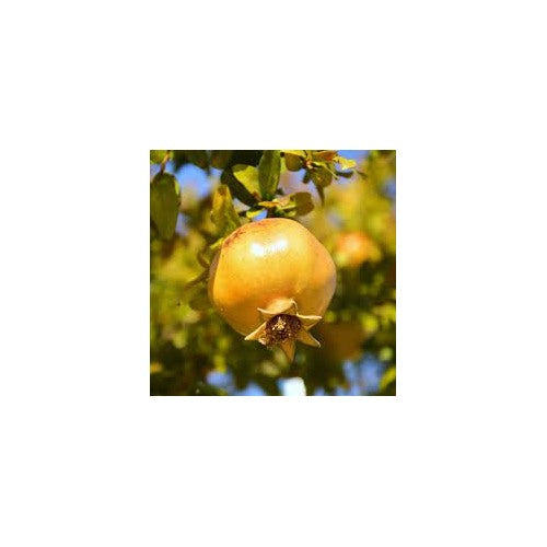 Yellow Pomegranate Fruit Seeds [neera-v5-7ad701d5fd48faea2279]
