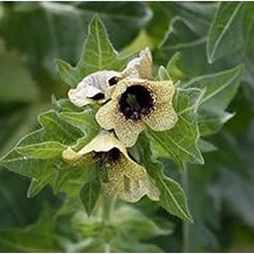 Cream Henbane Flower Seeds for Planting [neera-v5-7ad8b7d470c63f04a201]