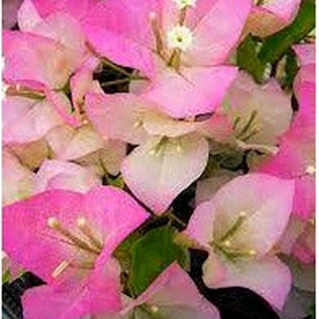 Thai Delight Bougainvillea Flower Seeds for Planting | Heirloom Non-GMO Organic Garden Seeds | High Germination [neera-v5-7ade9fc76135fa5343b1]