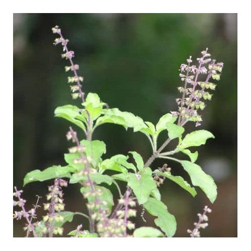 Holy Basil (Tulsi) Seeds for Planting [neera-v5-7ae6e156d67fd03fb367]