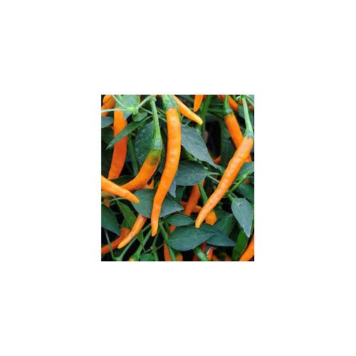 Cayenne Peppers Vegetable Seeds for Planting [neera-v5-7aedce399579ef70f235]