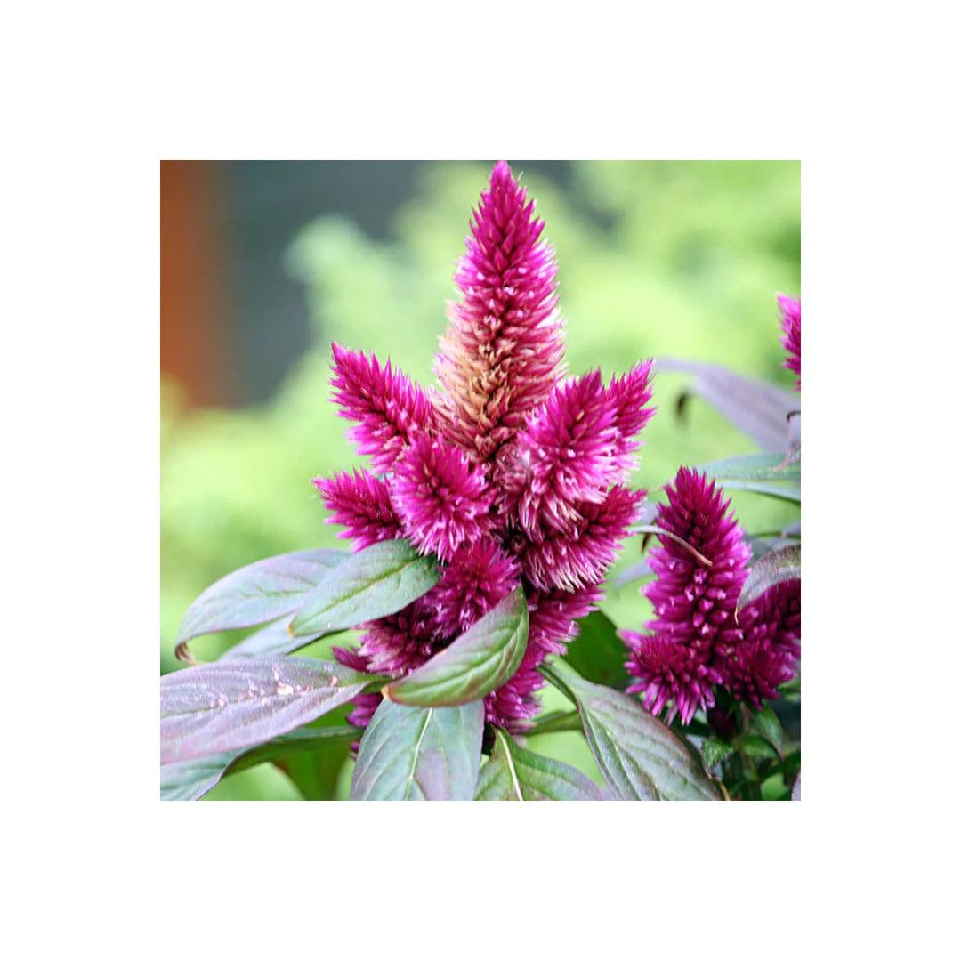 Purple Celosia Spicata Flower Heirloom Non Gmo For Planting Flower Seeds for Home Garden Planting, [neera-v5-7afcf1334773e8d47e80]