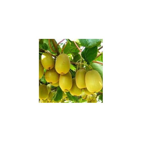 Jin Tao Kiwi Fruit Seeds for Planting [neera-v5-7b087f9a8ed6b4732fdd]