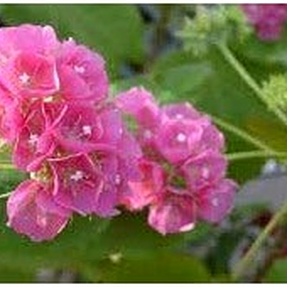 Heirloom Non-GMO Dombeya Bourgassiae Flower Seeds for Planting [neera-v5-7b0a4cf0cf68d8be5eec]