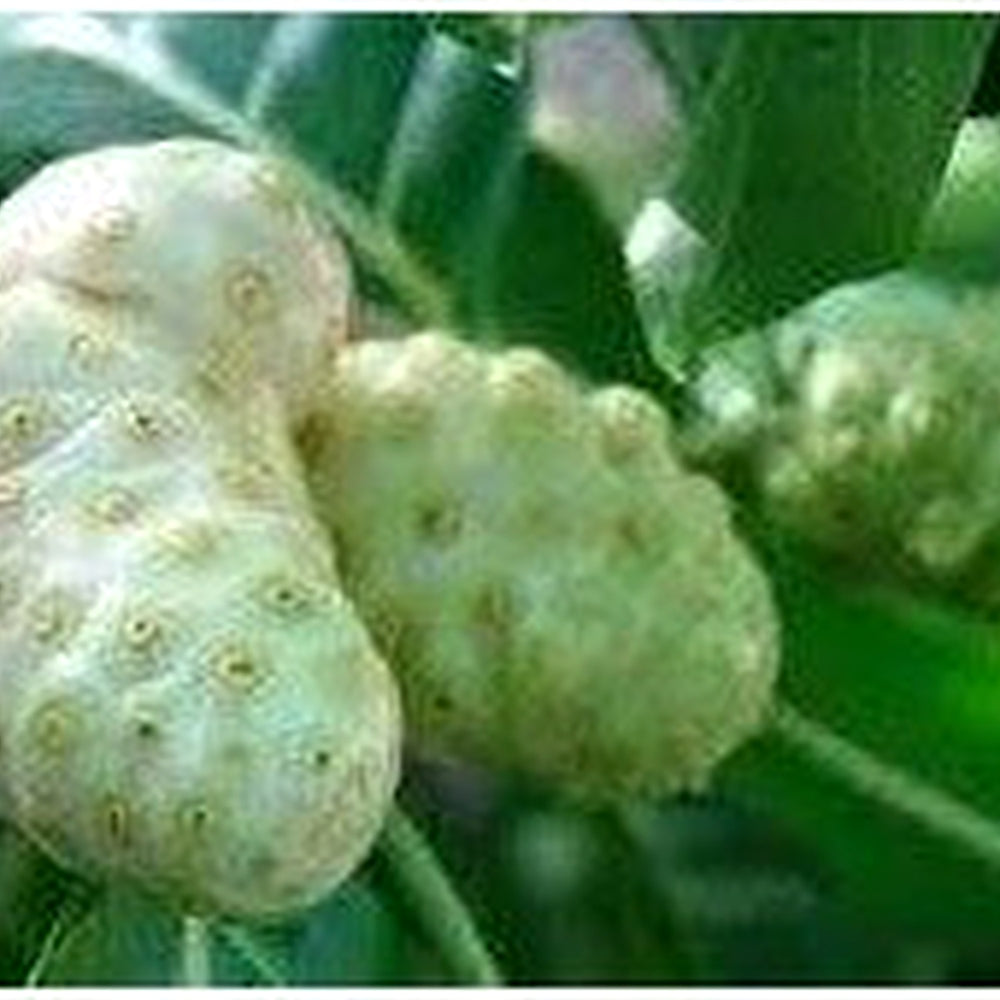 Noni Fruit Seeds for Planting [neera-v5-7b0d96272278f85fc59d]
