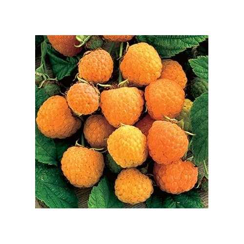 Gold Raspberry Fruit Seeds for Planting [neera-v5-7b1054e02832a2e4fa7e]