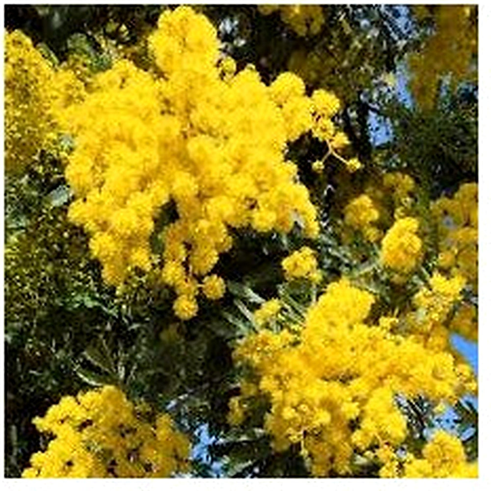 Yellow Acacia Perennial Flower Seeds for Planting [neera-v5-7b131538f7ea42440e6a]
