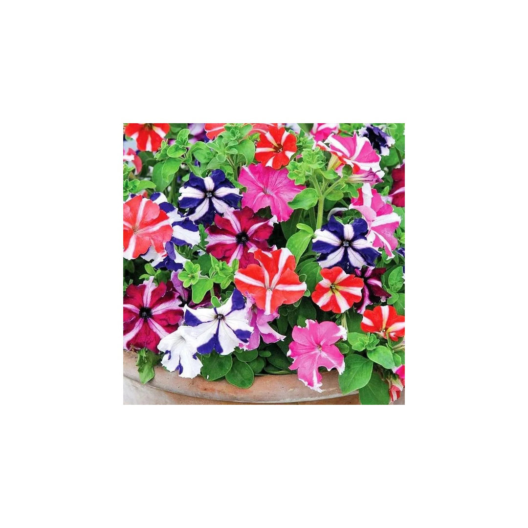 Mexican Petunia Mixed Flower For Planting Heirloom Non Gmo Easy To Grow Garden Blooms Flower Seeds [neera-v5-7b2a6a47e81dc8a8b034]
