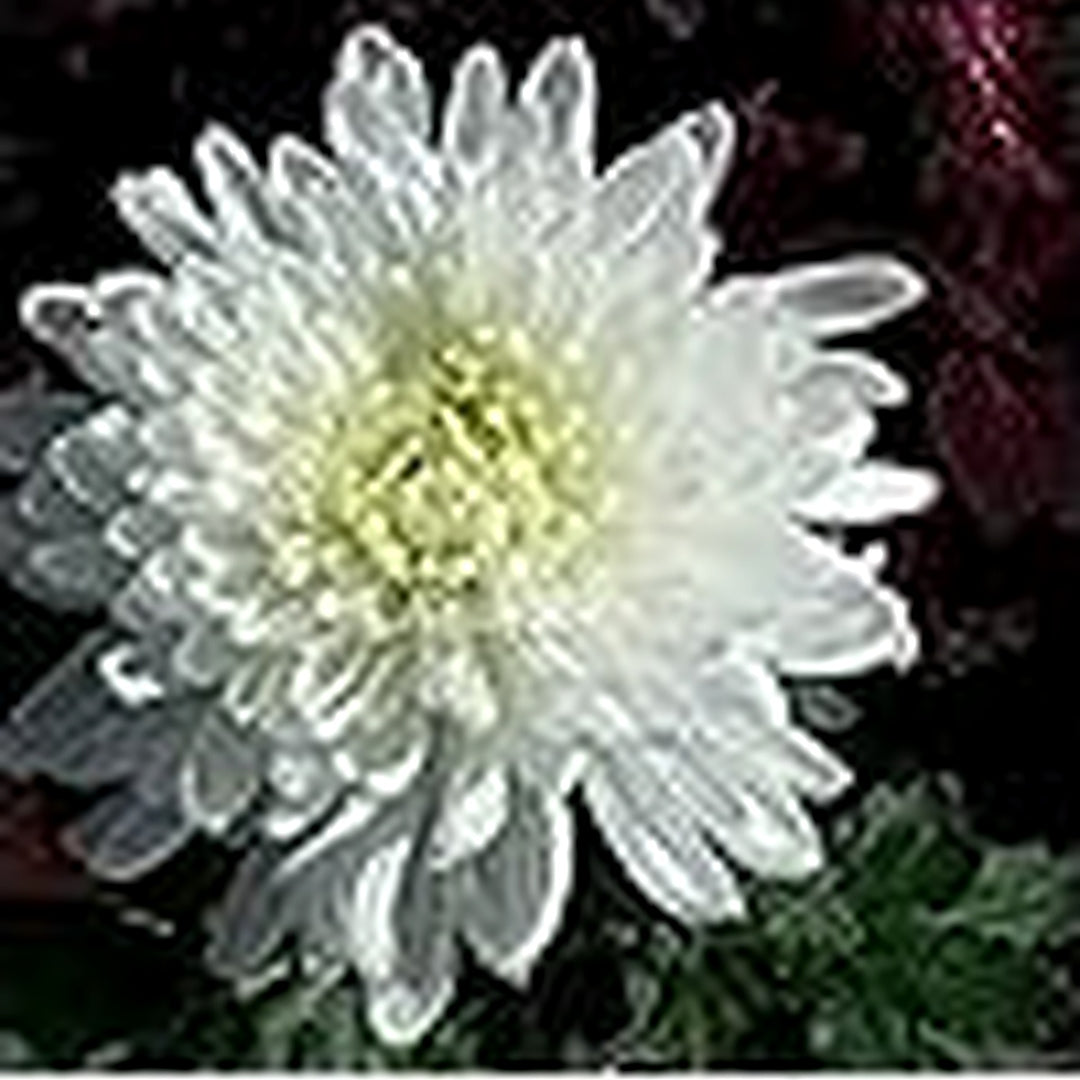 White Spider Chrysanthemum For Planting Bonsai Flowers Flower Seeds for Home Garden Planting, [neera-v5-7b2dfc9abfc28ee195c6]