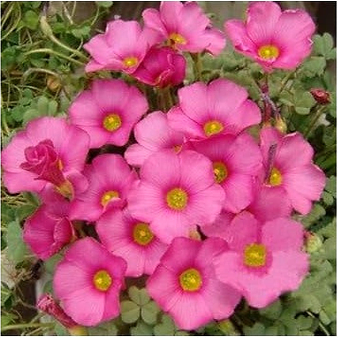 Pink Carpet Oxalis Flower Seeds for Planting [neera-v5-7b2e6fd615ce647d79e5]
