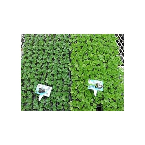 Celery (Apium graveolens) Seeds for Planting [neera-v5-7b301436075e81cd739f]