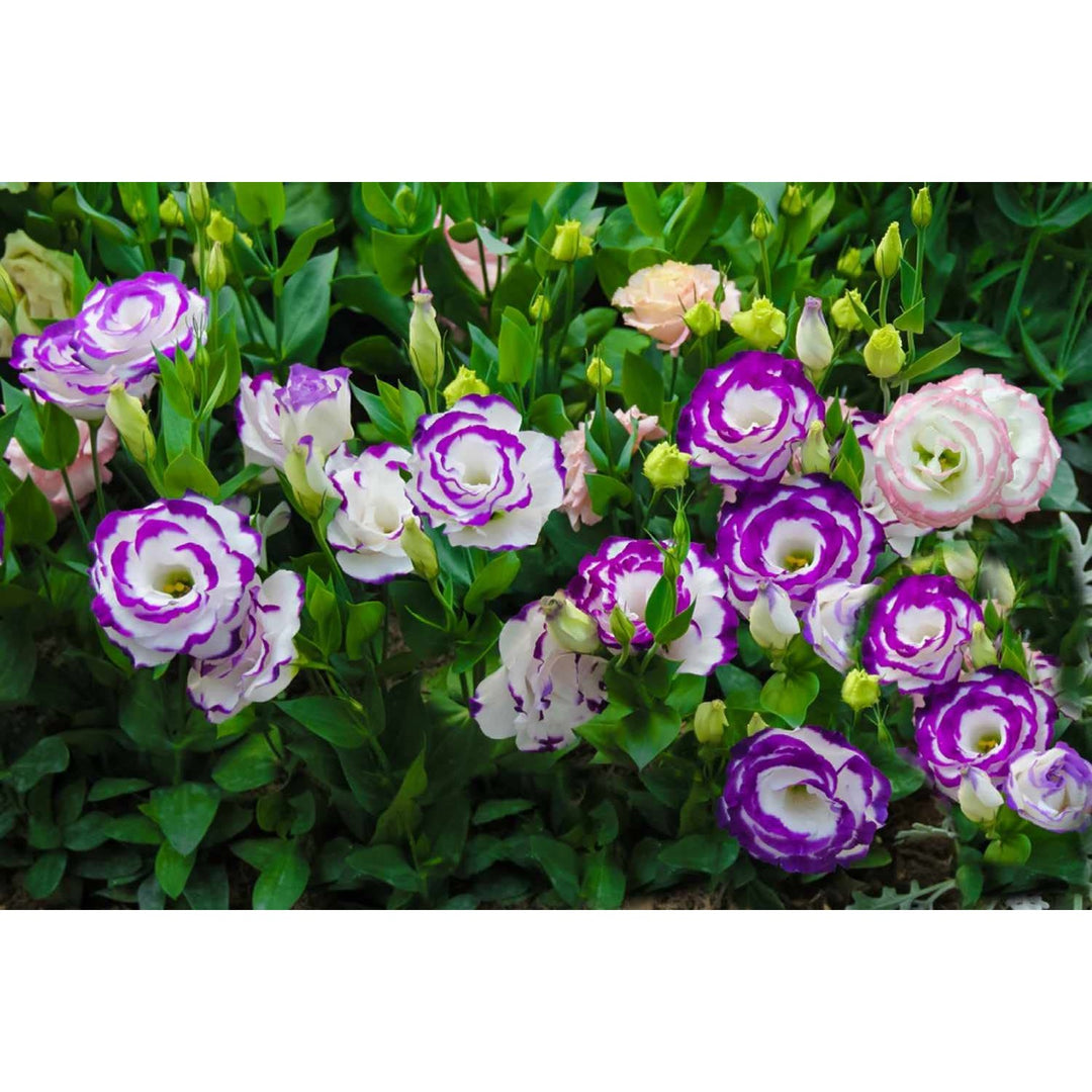 Eustoma Lisianthus Russellianus Rare Flower For Planting In Backyard Gardens Flower Seeds for Home [neera-v5-7b453b932a0f6a223dca]