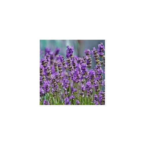 Lavender Evening-Scented Seeds for Planting [neera-v5-7b5c2ec1dc299aae58b0]