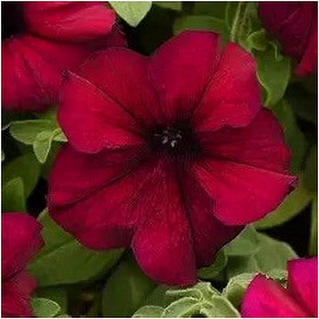 Red Petunia Supercascade Flower For Planting Heirloom Non Gmo Easy Grow Garden Blooms Flower Seeds [neera-v5-7b5c7a124c3cb443a3c2]