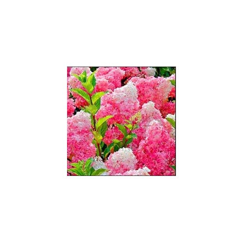 Vanilla Strawberry Hydrangea Flower Seeds for Planting [neera-v5-7b5eb179c49422a0a593]