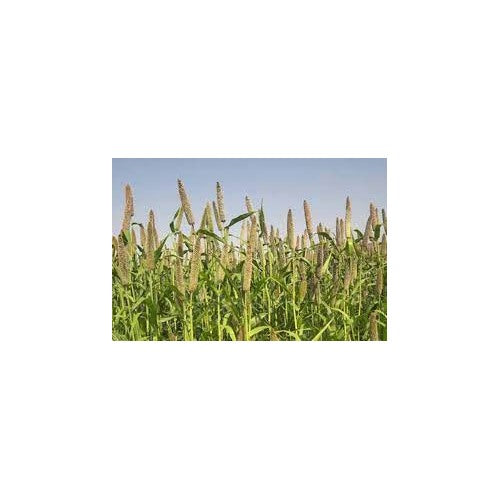 Pearl Millet Seeds for Planting [neera-v5-7b604597541fbe8108df]