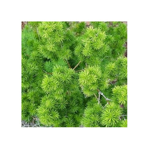 Myriocladus Plant Seeds [neera-v5-7b60e91715ce76977ed6]