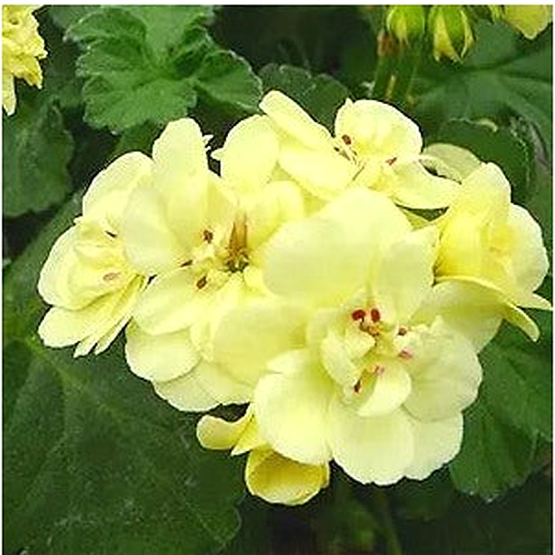 Pelargonium Flower For Planting Flower Seeds for Home Garden Planting, Landscape Organic Blooming [neera-v5-7b638f0fdc3cdc152c36]