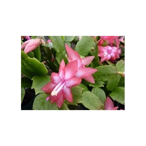 Peach Zygocactus Truncatus Flower Seeds [neera-v5-7b685e355e797fe143b2]
