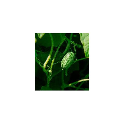 Green Cucamelon Seeds for Planting [neera-v5-7b753dfba9c7028605f3]