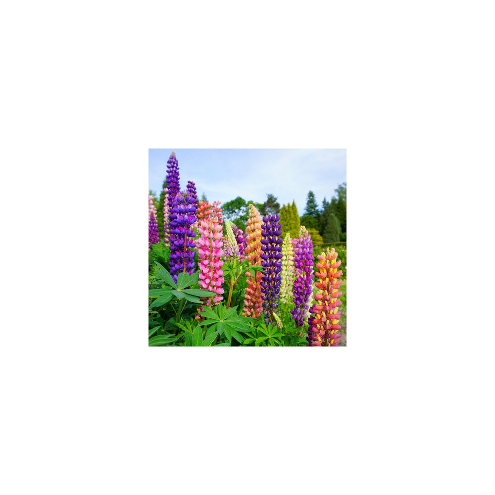 Lupine Flower Planting Heirloom Non Gmo Flower Seeds Home Garden Planting, Colorful Organic [neera-v5-7b82a8c4b49e5231e2d4]