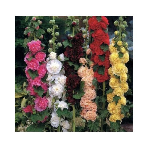 Summer Carnival Mix Hollyhock Planting Non Gmobuy Get Free Heirloom Non Gmo Flower Seeds [neera-v5-7b8dbf2da22e6d1437b2]