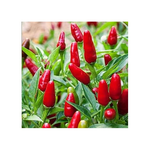Fresno Pepper Vegetable Seeds for Planting [neera-v5-7baae93549c98190ecf2]