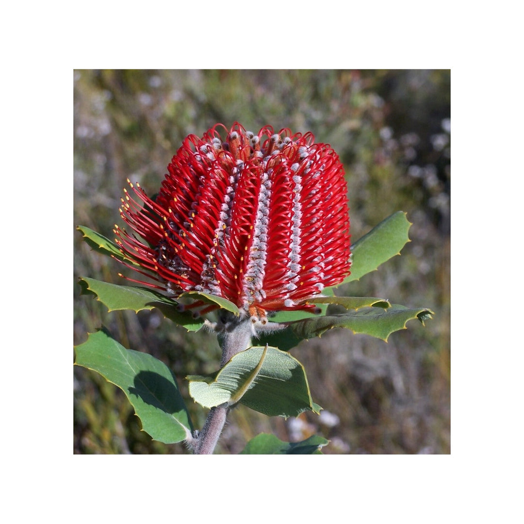 Banksia Banksia Coccinea Flower For Planting In Home Garden Or Native Plant Lscape Flower Seeds [neera-v5-7bb2e828db3faa68ac2e]