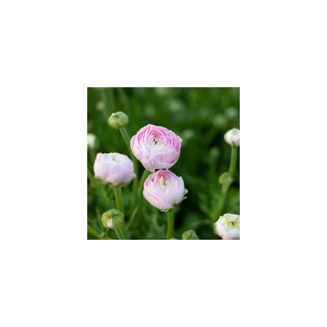 Ranunculus Highline Chamallow Flower For Planting Heirloom And Non Gmo Garden Flower Seeds for Home [neera-v5-7bba83044740405b7a03]