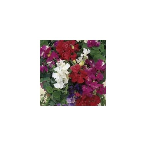 Sweet Pea Cupid Flower Seeds for Planting [neera-v5-7bc0234083cf492f85e5]