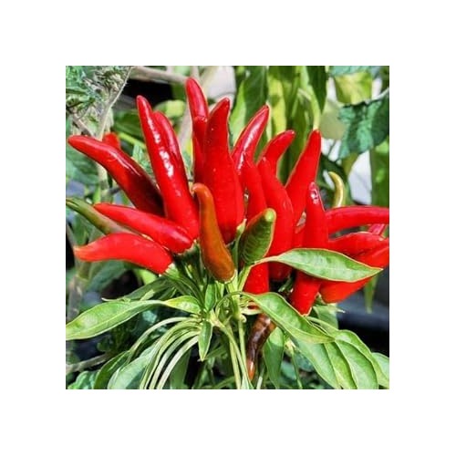 Red Hot Pepper Vegetable Seeds for Planting [neera-v5-7bc65a69adc8c9fd5e57]