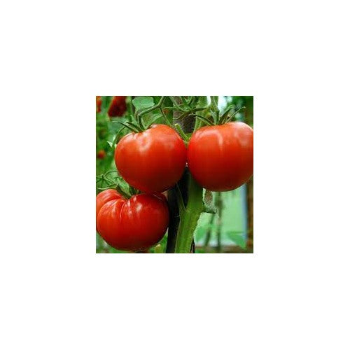 Burpee Celebrity Hybrid Red Tomato Seeds for Planting [neera-v5-7bc87ae0f9e872a783f8]
