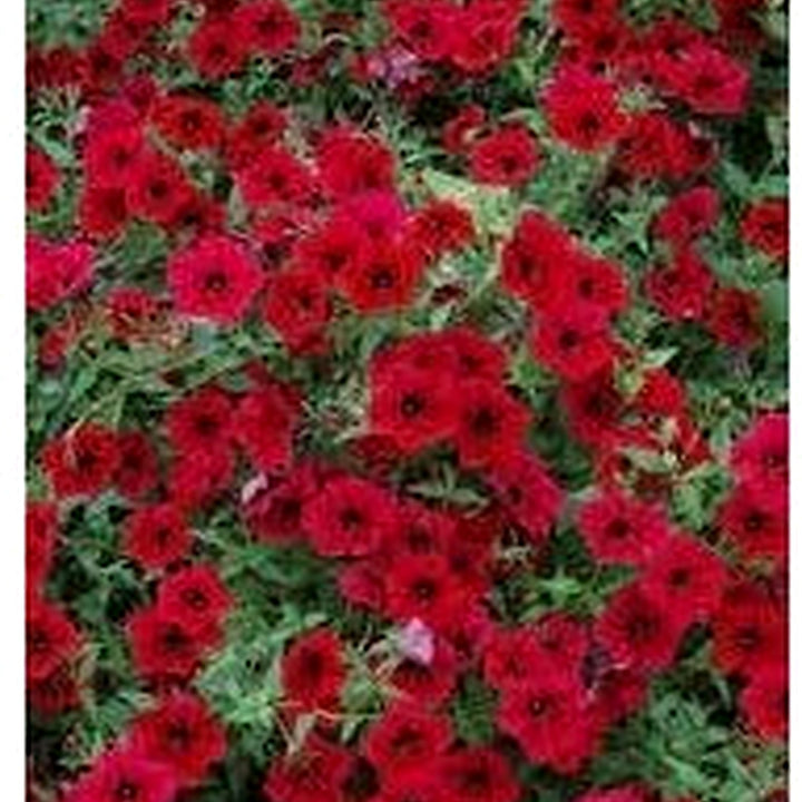 Heirloom Velour Petunia Flower Seeds for Planting [neera-v5-7bd908e3915e2cc67c5c]