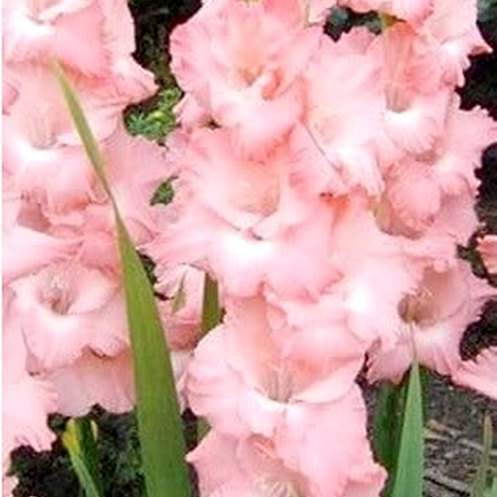 Baby Pink Gladiolus Flower Seeds for Planting [neera-v5-7beaafab6c12f4e02f70]