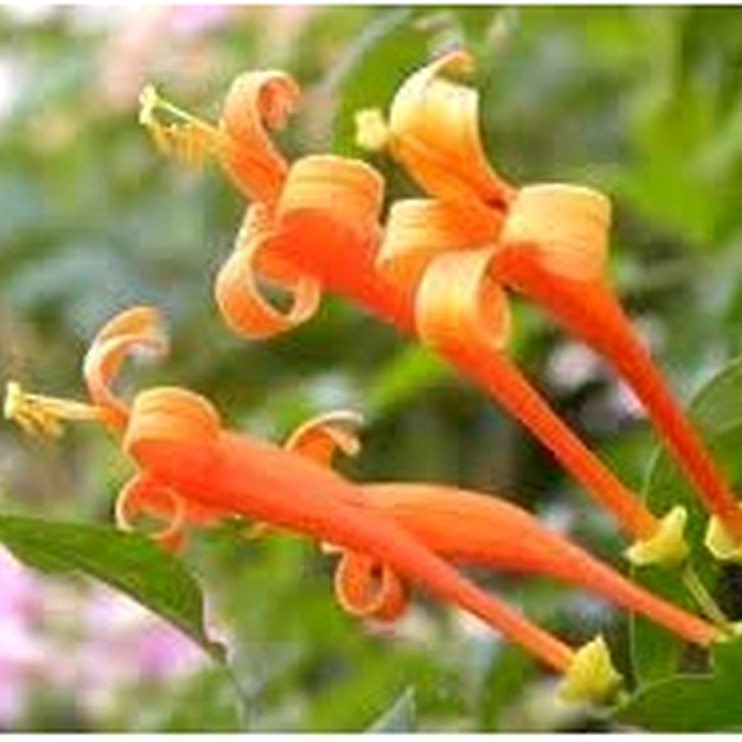Heirloom Lonicera Ciliosa Flower Seeds Non-GMO for Garden Planting Orange Trumpet Blooms [neera-v5-7becd9d18c9b36956851]