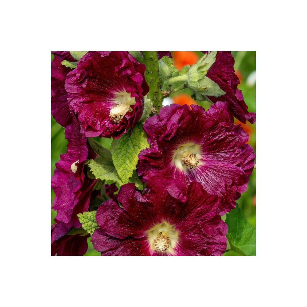 White Purple Hollyhock For Planting Organic Heirloom Non Gmo Flower Flower Seeds for Home Garden [neera-v5-7bfac2aafc7dae489bf7]
