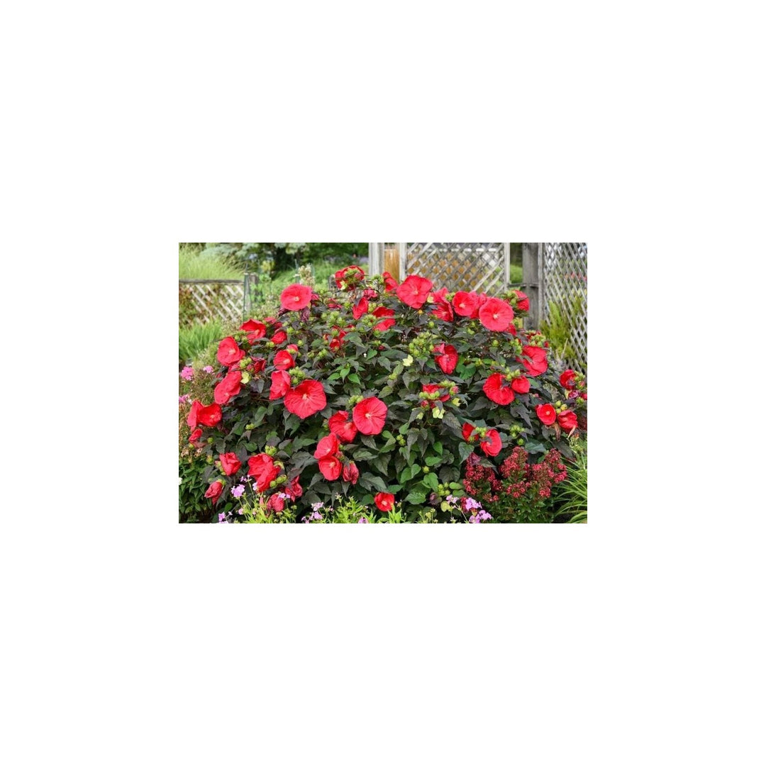 Red Orange And Hibiscus Flower Flamboyant Giant Variety For Exotic Planting Flower Seeds for Home [neera-v5-7bfd5e685c0160c234bc]