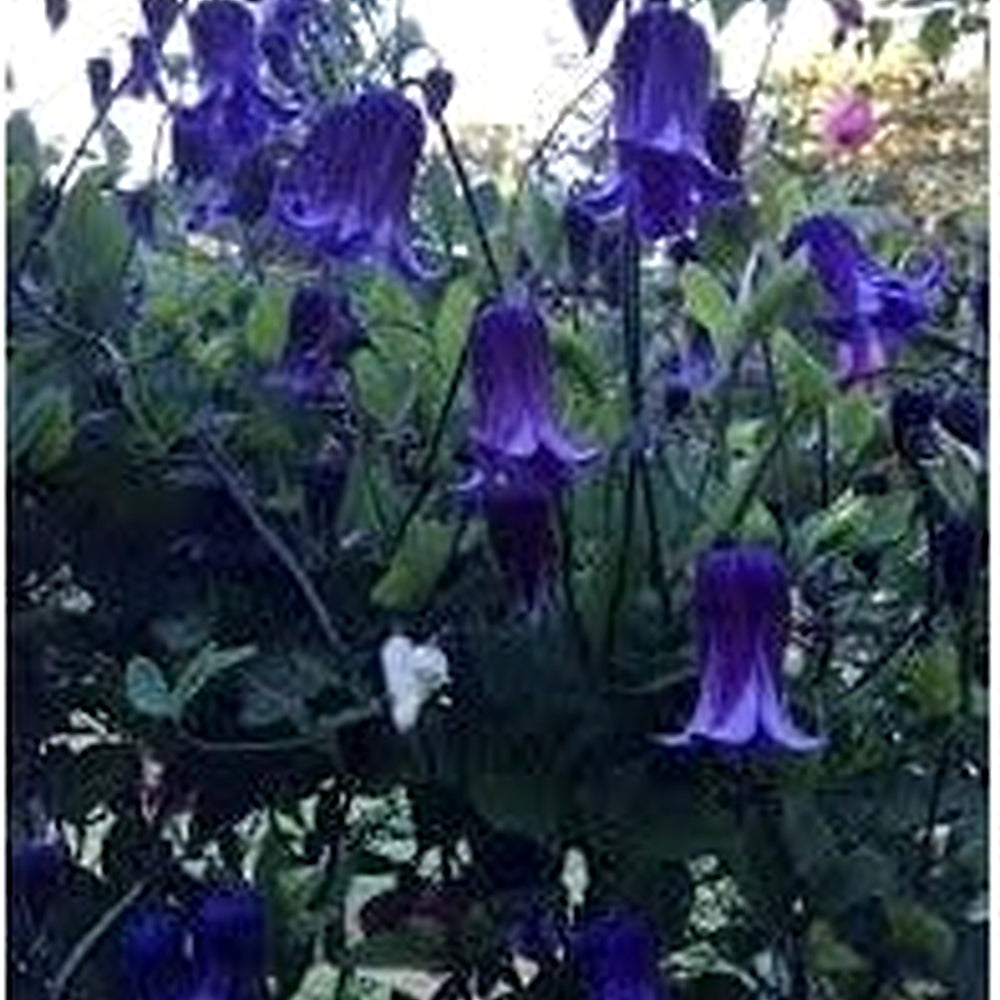 Heirloom Clematis Rooguchi Flower Seeds [neera-v5-7c0191d1ff10e33f9735]