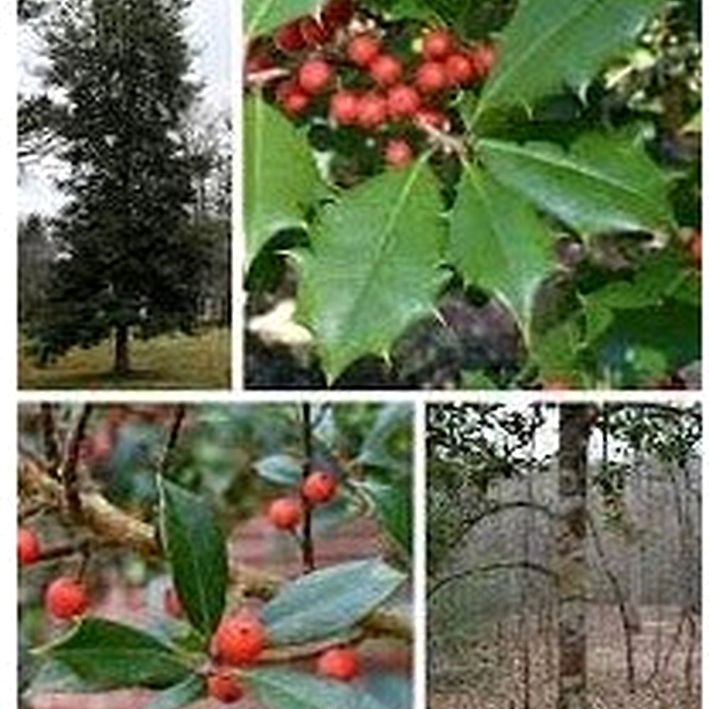 Ilex Opaca Seeds [neera-v5-7c024e7643642eeeb4f0]