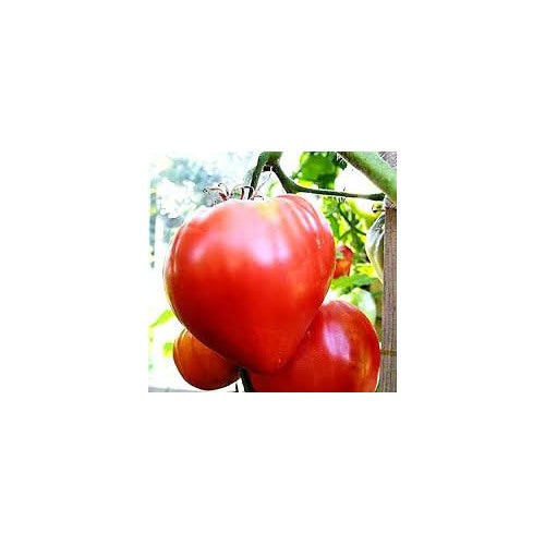 Pink Oxheart Tomato Seeds for Planting [neera-v5-7c051841840734acc67a]