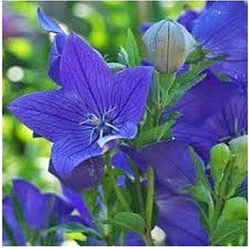 Heirloom Non-GMO Balloon Goluboy Flower Seeds [neera-v5-7c06aab4e030eb4067c2]