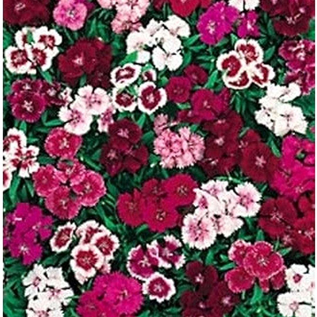 Wee Willie Dianthus Mixed Seeds [neera-v5-7c0a943e8ffa849b334b]